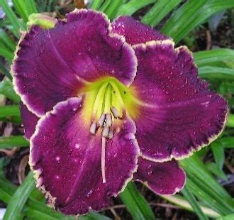 Daylily Celestial Shore Day Lilies Hardy Plants Bloom