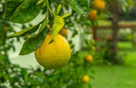 Bucce Di Limone Quante Cose Puoi Farci Sbagliato Buttarle Scopri Il