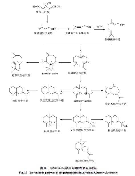 沉香中倍半萜类化合物与生物活性研究进展及其质量标志物预测分析呋喃marker结构