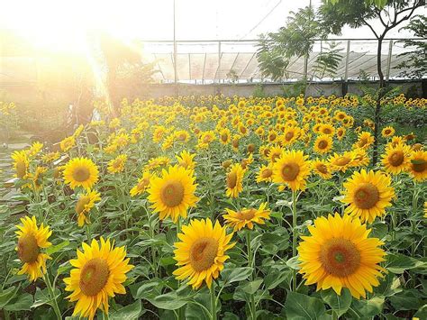 5 Kebun Bunga Matahari Paling Indah Di Indonesia Cantik Banget