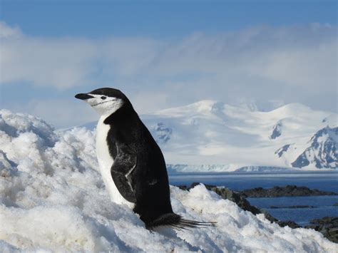 South Shetland Islands Quark Expeditions