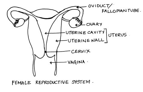 A Diagram Of The Female Reproductive System Is Shown Below F