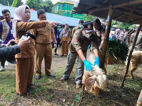 Dinas Pertanian Bandar Lampung Sebut Periksa Kesehatan Hewan Kurban