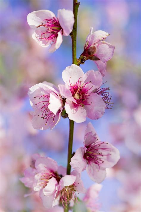 Sakura Fleurs De Cerisier Photo Gratuite Sur Pixabay Pixabay