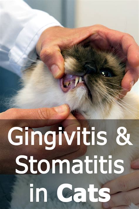 Cat Gingivitis Stages