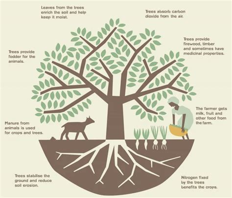 What Is Regenerative Agroforestry — This Side Up