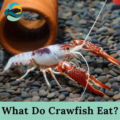 What Do Crawfish Eat What Do Crayfish Eat In Wild