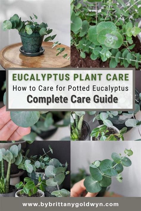 Eucalyptus Plant Care How To Care For Potted Eucalyptus