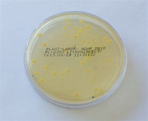 Placa Agar Dg18 Dichloran Glicerol 60mm Plastlabor