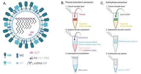 Nucleic Acid Based Sensing Techniques For Diagnostics And Surveillance