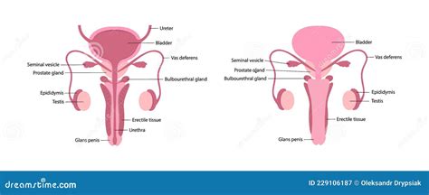 Male Human Reproductive System With Parts Description On White