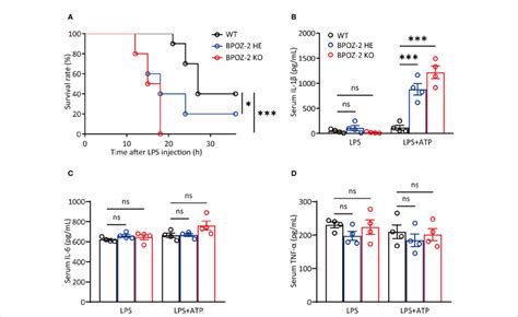 Bpoz Deficient Mice Are More Susceptible To Lps Induced Septic Shock