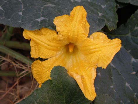 Fiori Di Zucca E Di Zucchina Fritti In Pastella Liguria Business Journal