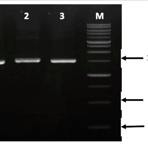 Pcr Amplification Of 16s Rrna Genes On Agarose Gel 1 Isolate Sr3