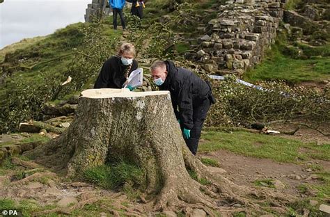 Police Make Two More Arrests In Sycamore Gap Felling Case Two Men In