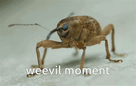 Weevil Weevil Moment GIF - Weevil Weevil moment Weevils - Discover ...