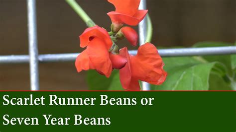 How To Grow Scarlet Runner Beans Seven Year Beans YouTube