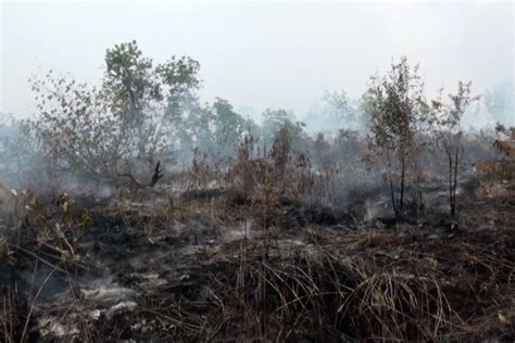 Masuki Musim Kering Bpbd Palangka Raya Ingatkan Waspada Karhutla