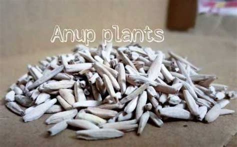 Common Adenium Seeds at Best Price in Udaipur, Tripura | Badsha Enterprise