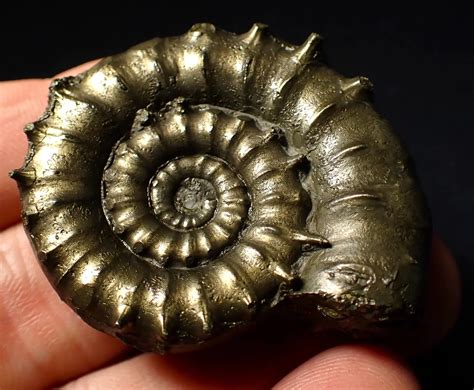 ammonites nanaimo rock  gem
