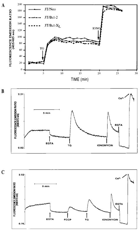 Transient Intracellular Calcium Release By Tg Fccp And Ionomycin A Download Scientific