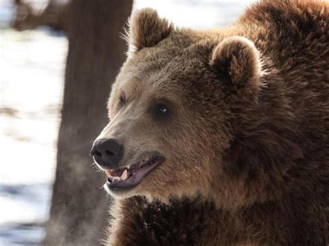 Trentino Runner Ucciso Da Un Orso L Autopsia Conferma Mantovauno It