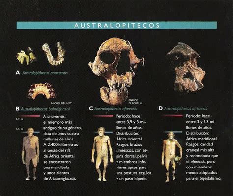 Pin En Homo Y Pro Homos Su Evolución