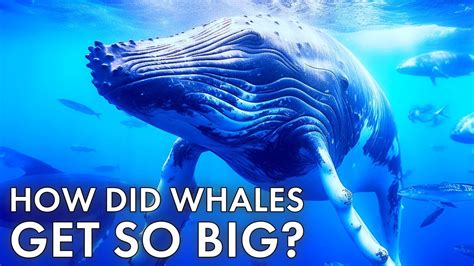 Whale Evolution When Whales Could Walk On Land Youtube