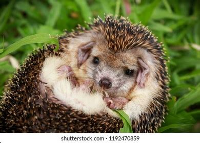 Lovely Pet Long Eared Hedgehog Fluffy Stock Photo 1192470859 | Shutterstock