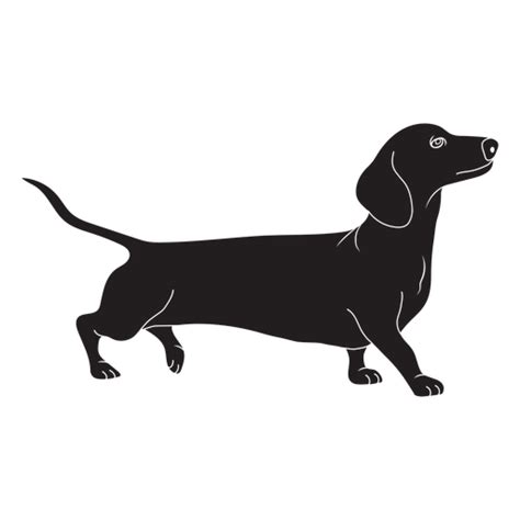 Designs Png De Cachorro Dachshund Para Camisetas E Merch