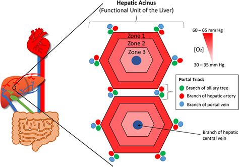 Hepatic Lobule Model