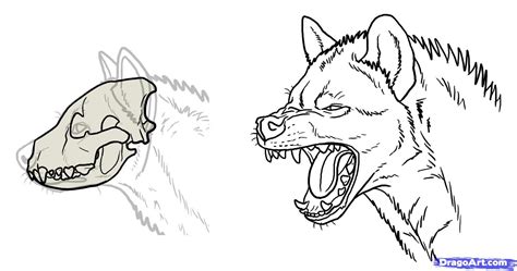 Hyena Drawing