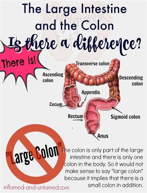 What Is The Difference Between The Colon And The Large Intestine Large Intestine Colon