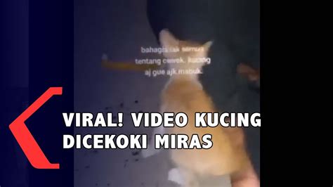 Viral Video Kucing Dicekoki Miras Youtube