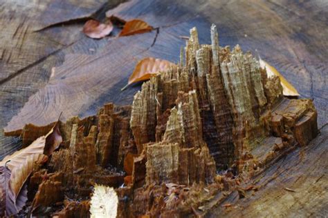 Free Images Tree Rock Wood Trunk Formation Reptile Terrain