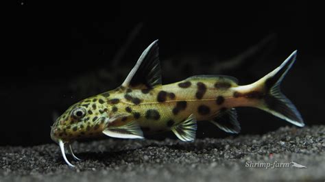 Synodontis Petricola Shrimp Farm