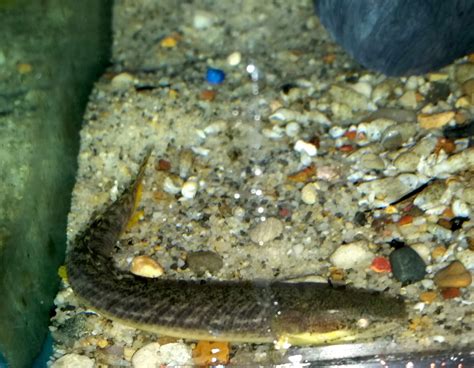 Gold Dust Bichir 10 Blue Hook Aquatics