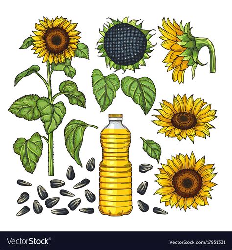 Pictures Of Nature Products Different Royalty Free Vector