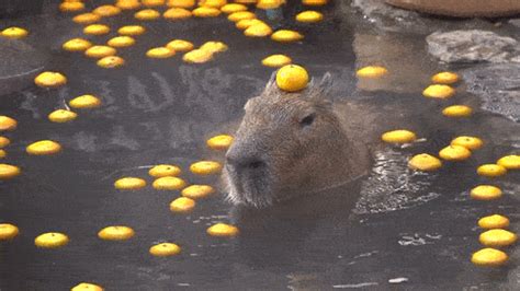 Capybara enjoys meditating in the bath | Boing Boing