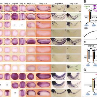 Bmp Signaling Is Required For Definitive And Primitive Hematopoiesis In