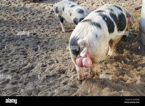 Das Hinterteil Eines Ebers Das Hodensack Eines Ebers Ein Zuchtschwein