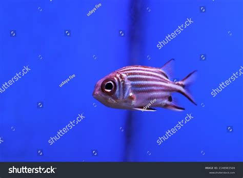 325 Pink Angelfish Images, Stock Photos & Vectors | Shutterstock