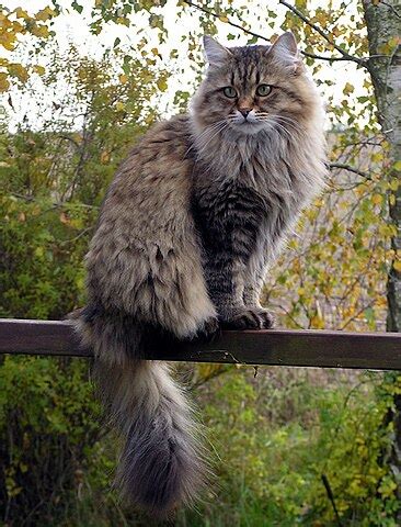 File:Siberian cat in summercoat (cropped2).JPG - Wikimedia Commons