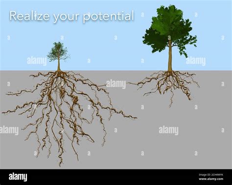 Tree Root System Diagram