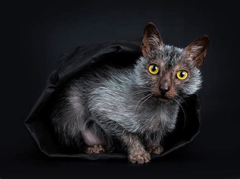 Alla Scoperta Del Lykoi Il Gatto Mannaro Frutto Di Un Bizzarro