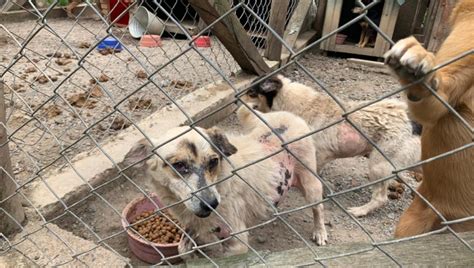 80 cães são resgatados de chácara de protetora em Quatro Barras