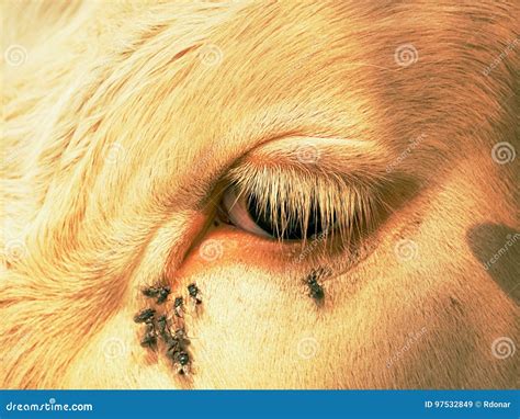 Détail De Loeil Blanc De Vache Avec Beaucoup De Mouches Ennuyeux Les