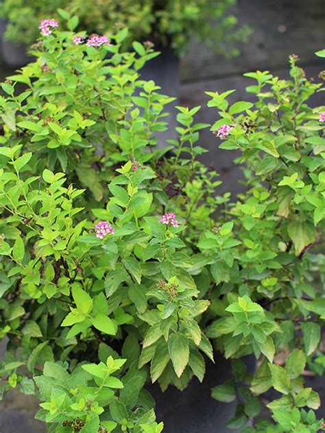 Spirea Limemound Shrub Gardens To Go Dfw Landscape Plant