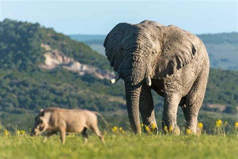 Shamwari Private Game Reserve Eastern Cape Game Reserves