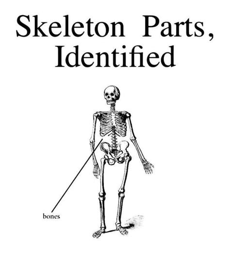 Skeleton Parts Identified Gag